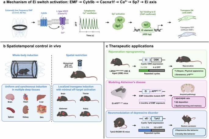 EMF-Inducible Ei Switch Enables Remote Gene Control in Mice