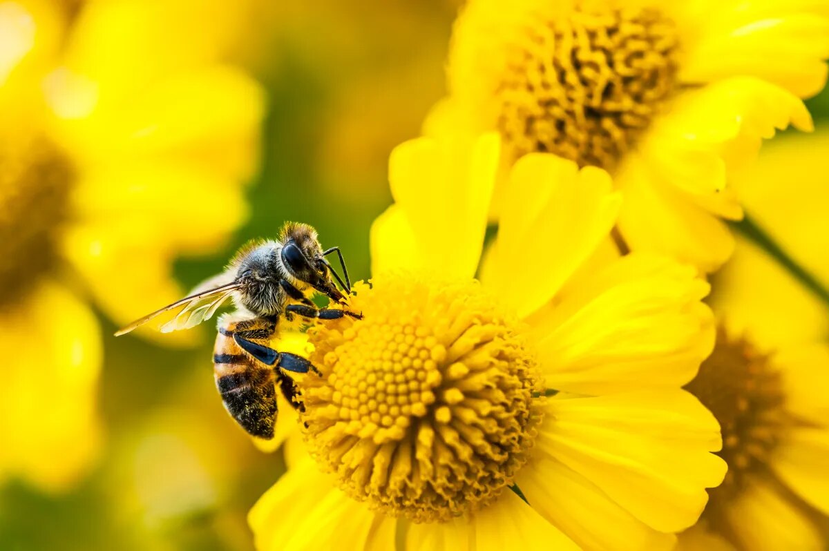 Bee predstavlja Frontier i Eclipse AI uređaje za beleške
