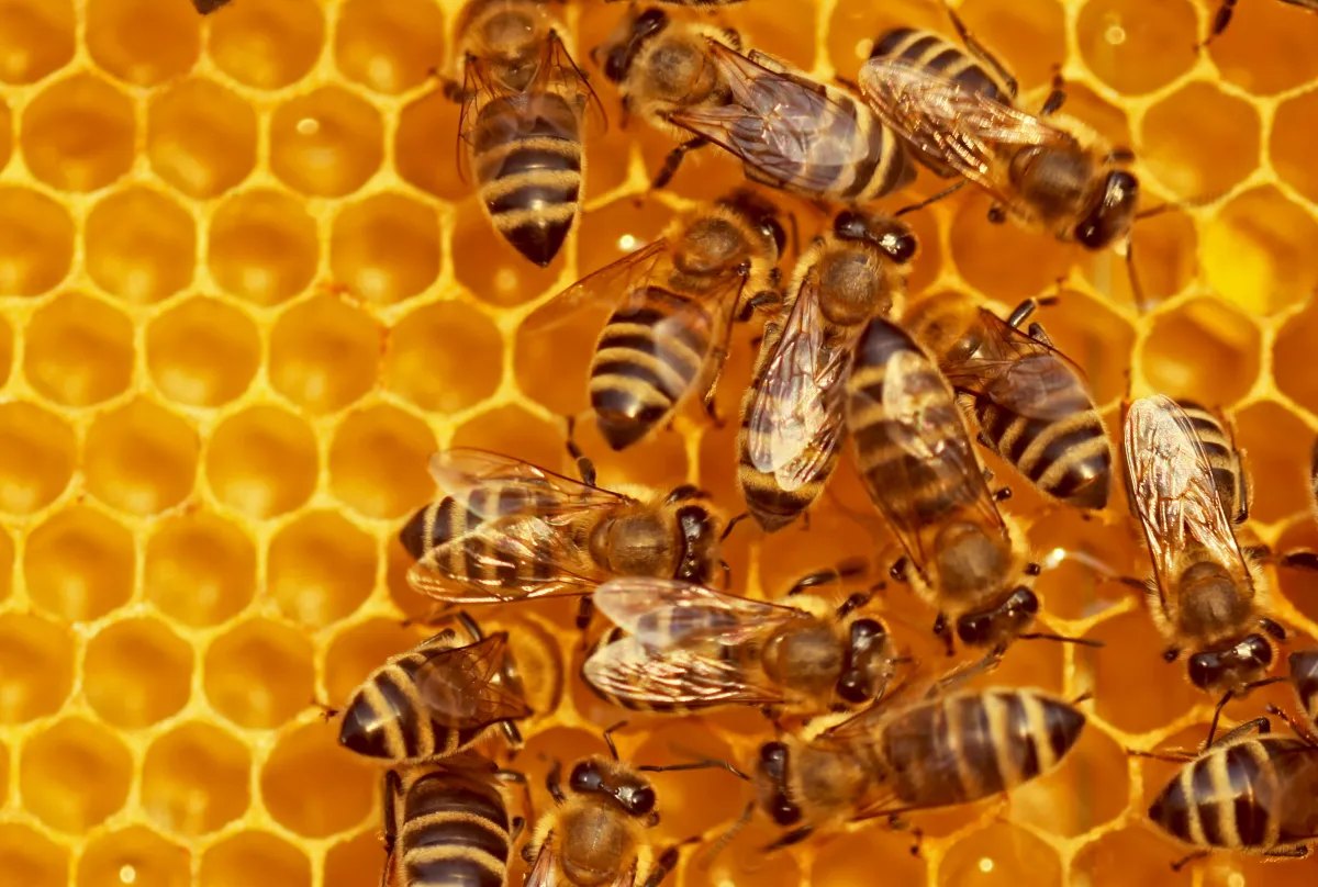 Beehiiv превращается в платформу «всё в одном» для создателей: вебинары, платные триалы и AI‑аналитика